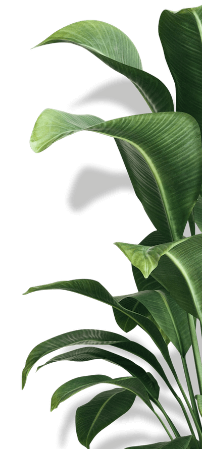 insight-timer-yoga-plant